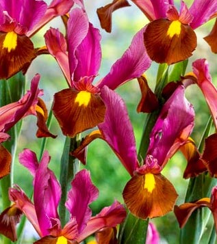 Iris hollandica RED EMBER®