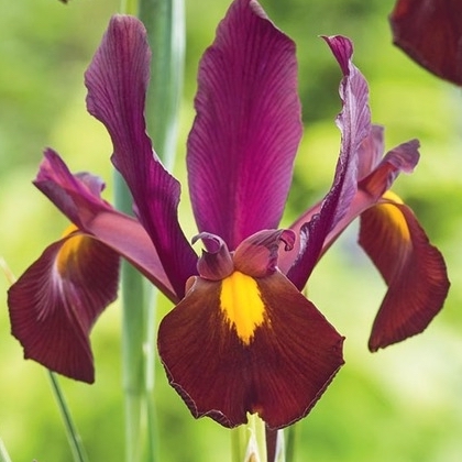 Iris hollandica RED EMBER®