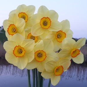Narcissus - Div. 02 (mediocoronati) PACIFIC RIM 2 Y-YYR