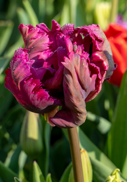 Tulipa - Gruppo 10 (pappagallo) PARROT NEGRITA