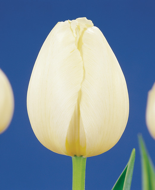 Tulipa - Gruppo 03 (trionfo) PAYS BAS