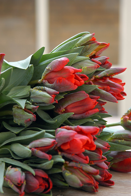 Tulipa - Gruppo 10 (pappagallo) ROCOCO
