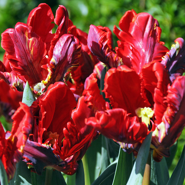 Tulipa - Gruppo 10 (pappagallo) ROCOCO