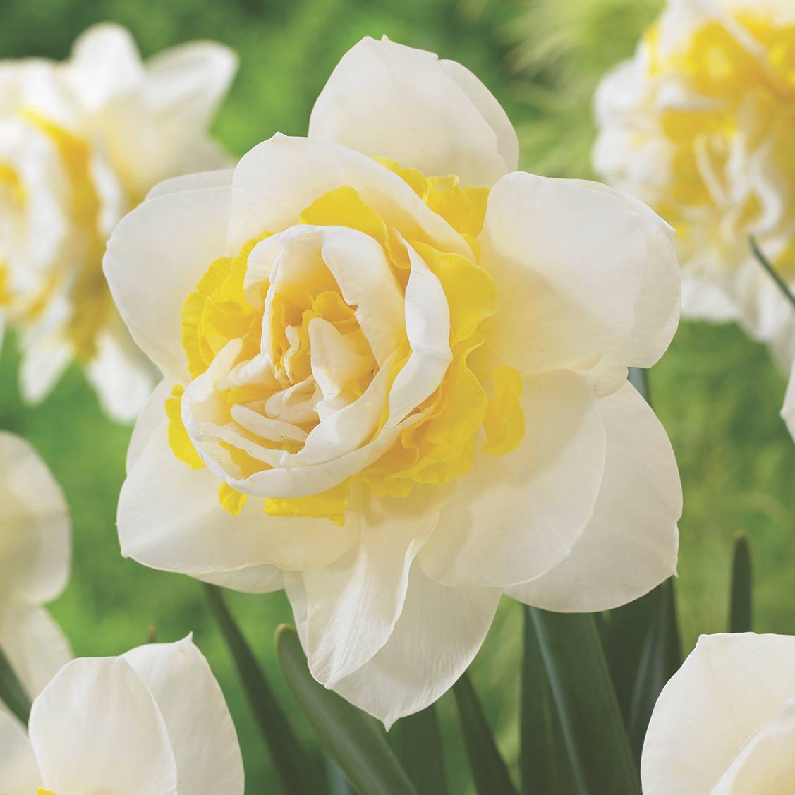 Narcissus - Div. 04 (doppi) SALOU 4 W-Y