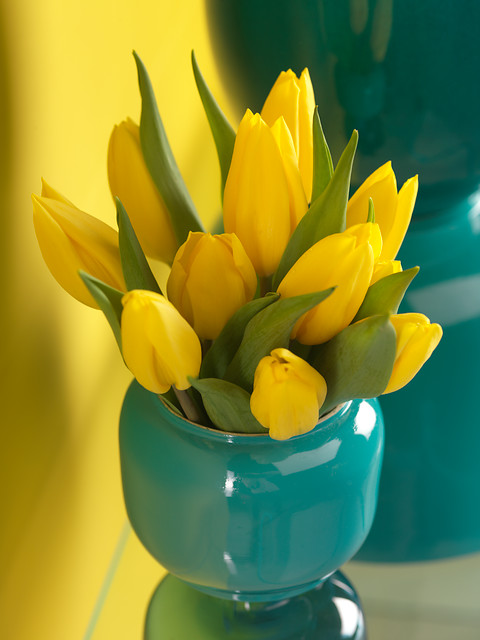 Tulipa - Gruppo 03 (trionfo) STRONG GOLD