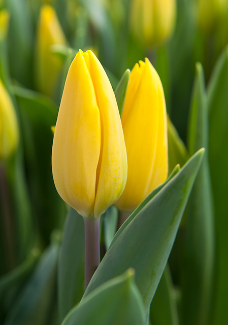 Tulipa - Gruppo 03 (trionfo) STRONG GOLD