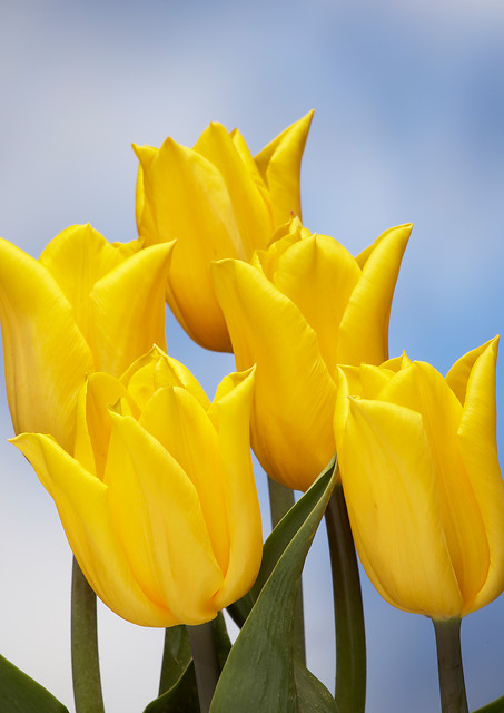 Tulipa - Gruppo 03 (trionfo) STRONG GOLD