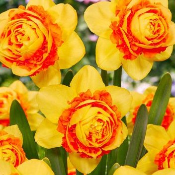 Narcissus - Div. 04 (doppi) SUADA DOUBLE 4 Y-O