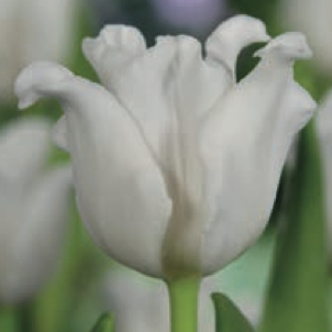 Tulipa - Gruppo 03 (trionfo) WHITE LIBERSTAR
