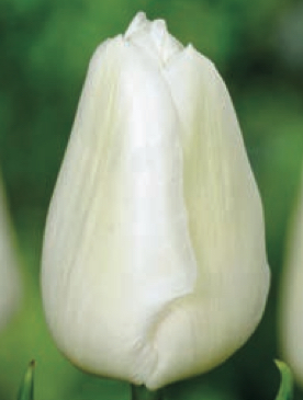 Tulipa - Gruppo 01 (precoci semplici) WHITE PRINCE