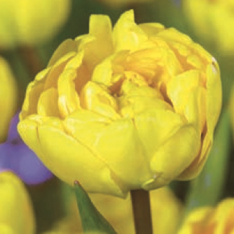Tulipa - Gruppo 11 (tardivi doppi) YELLOW POMPENETTE