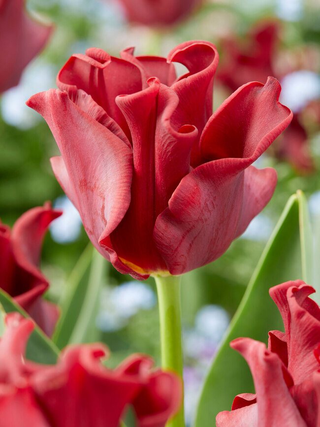 Tulipa - Gruppo 03 (trionfo) RED DRESS