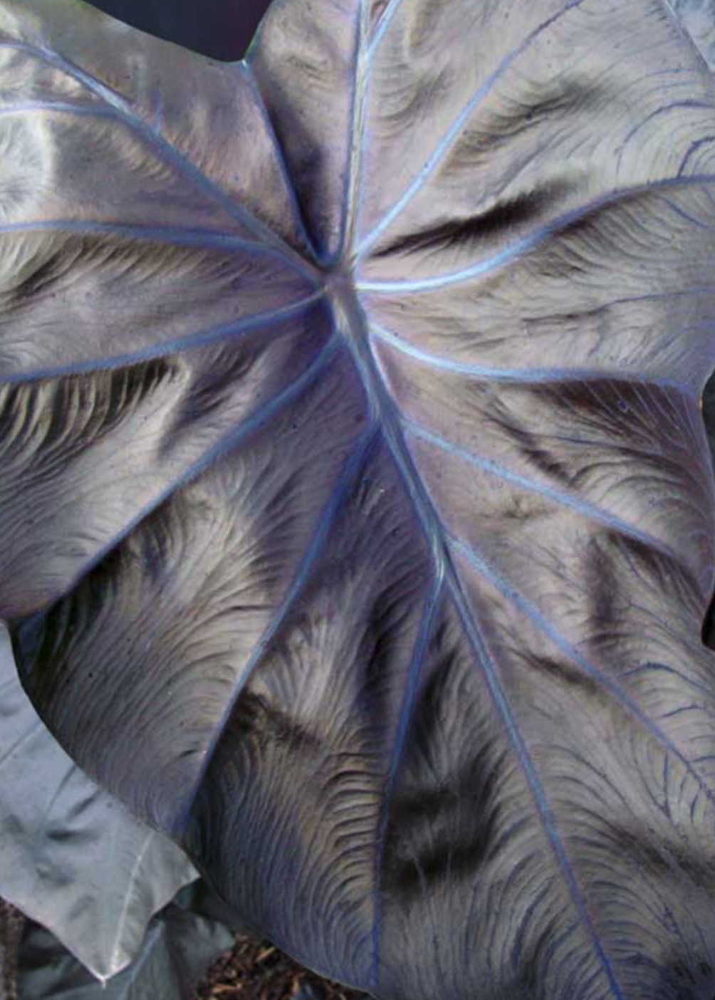 Colocasia esculenta BLACK CORAL ®