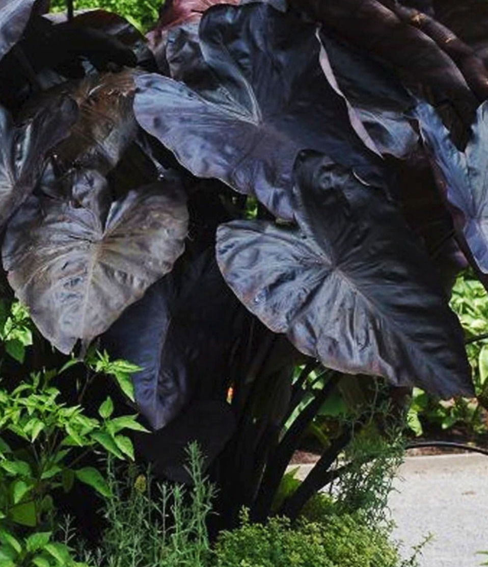 Colocasia esculenta BLACK CORAL ®