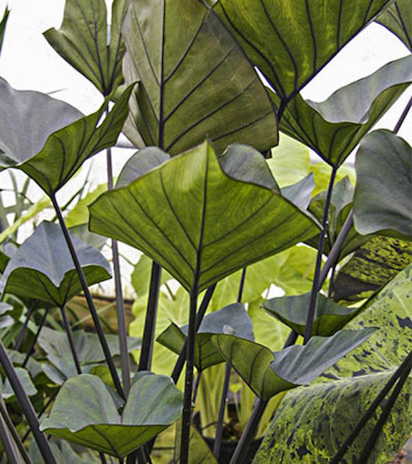 Colocasia esculenta TEA CUP ®