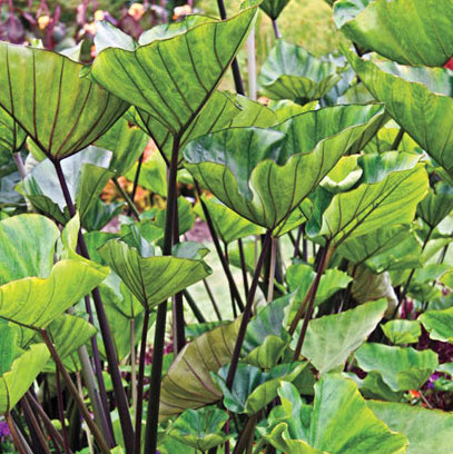 Colocasia esculenta TEA CUP ®