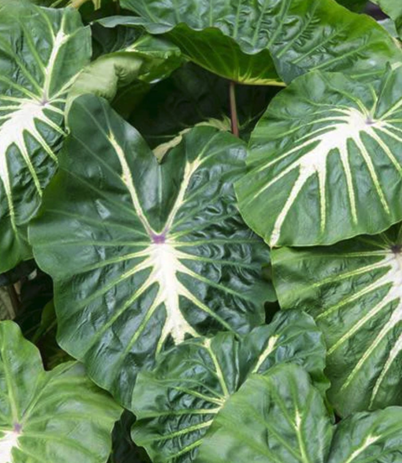 Colocasia esculenta WHITE LAVA ®
