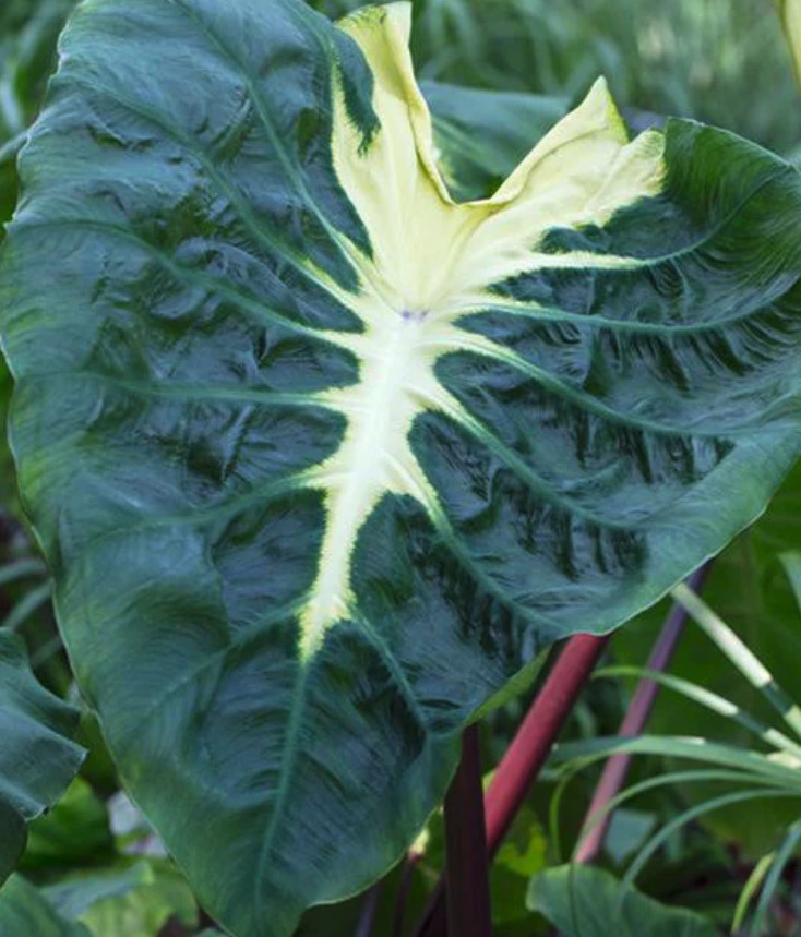 Colocasia esculenta WHITE LAVA ®