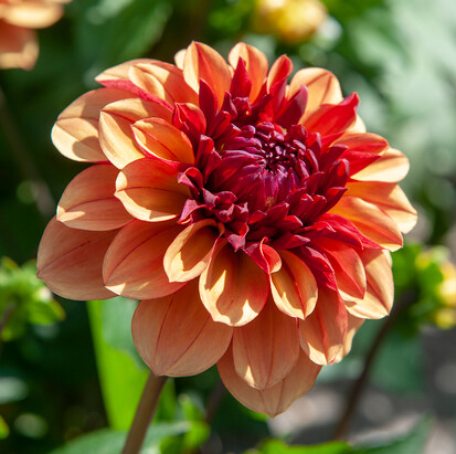 Dahlia (decorativa) CREME DE COGNAC