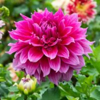 Dahlia (decorativa) BABYLON LILLA