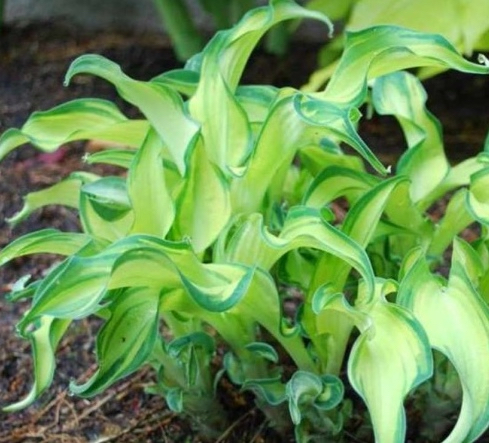 Hosta GRAVITY ROCKS