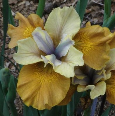 Iris sibirica COLONEL MUSTARD