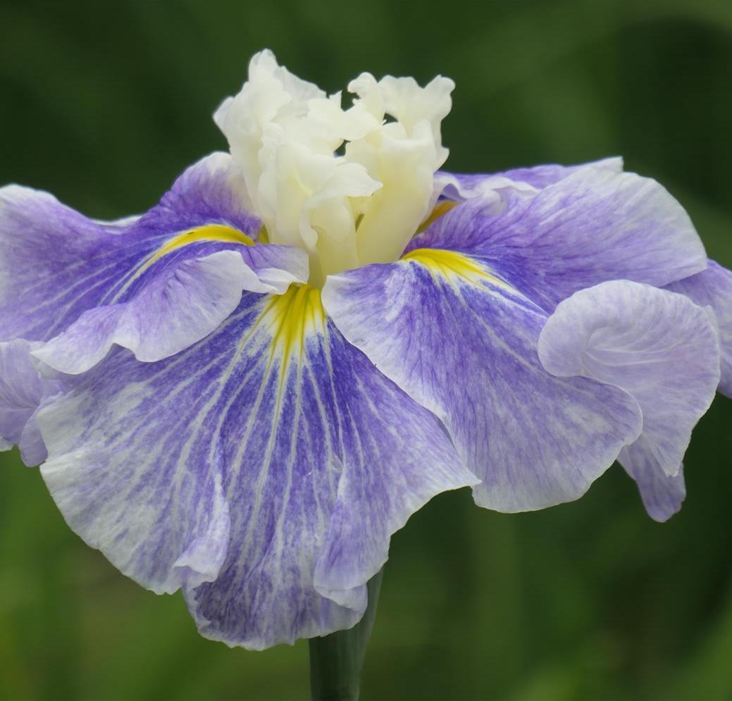 Iris ensata SUGAR DOME