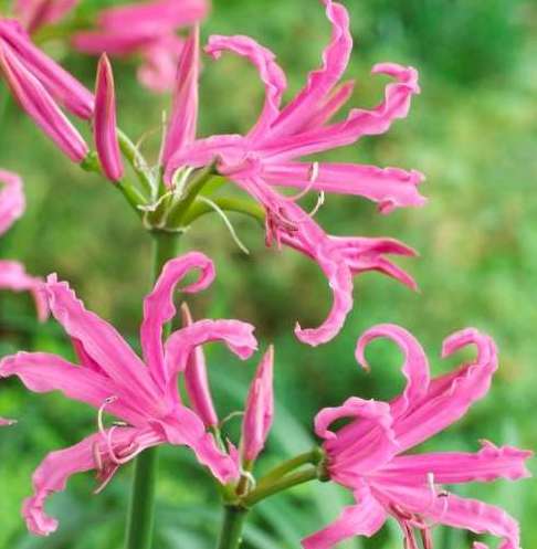 Nerine bowdenii FAVOURITE