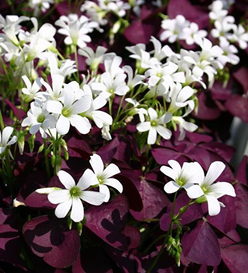 Oxalis triangularis BURGUNDY WINE ®