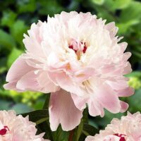 Paeonia lactiflora ALERTIE (P)