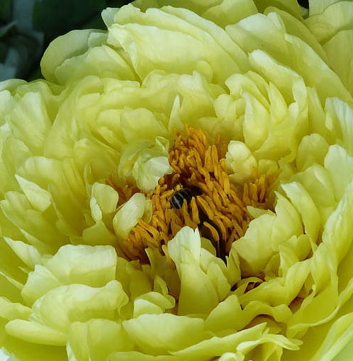 Paeonia ITOH YELLOW CROWN (P)