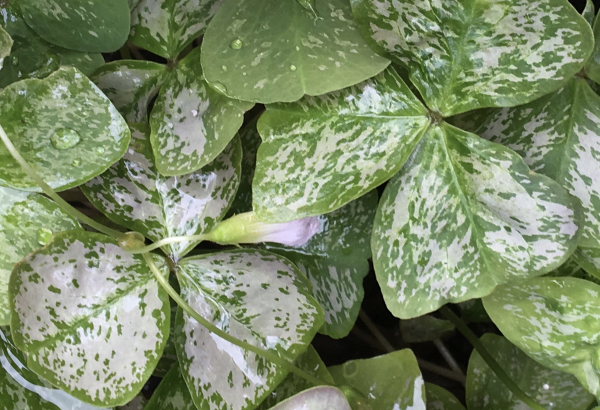 Oxalis triangularis IRISH MIST ®