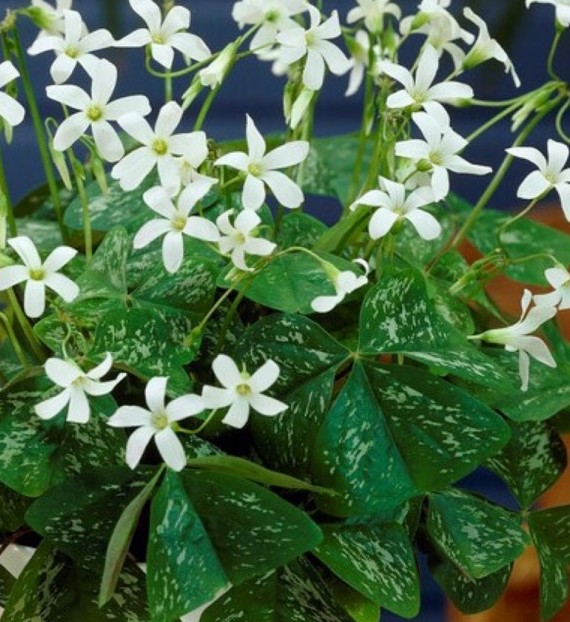 Oxalis triangularis IRISH MIST ®