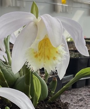 Pleione GLACIER PEAK