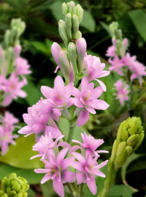 Polianthes tuberosa PINK PARFAIT ®