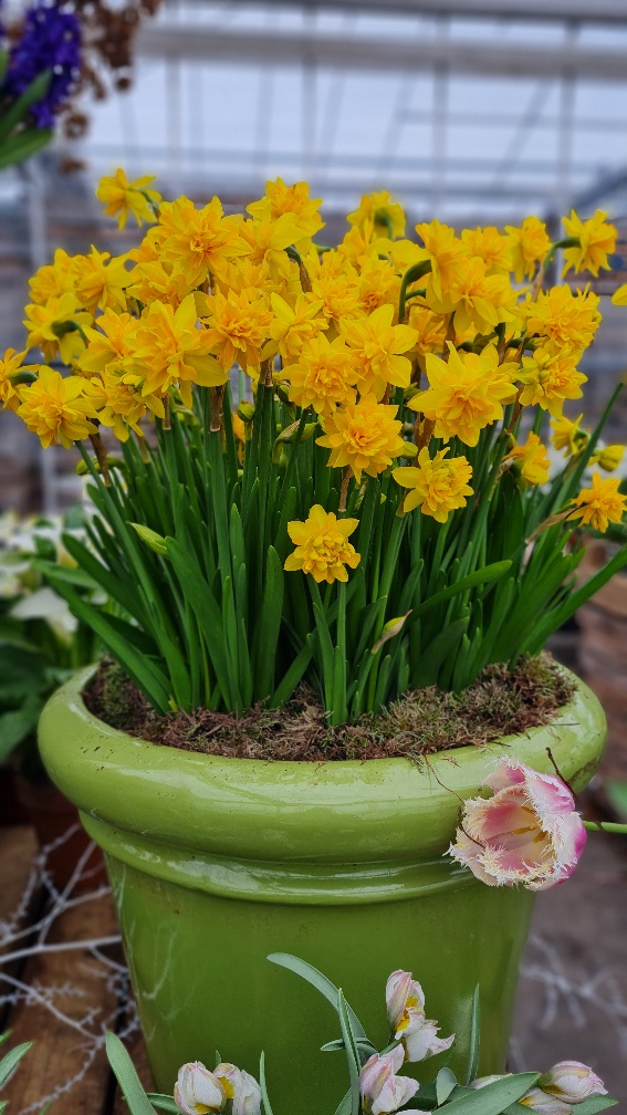 Narcissus - Div. 04 (doppi) TETE BOUCLE' 4 Y-Y