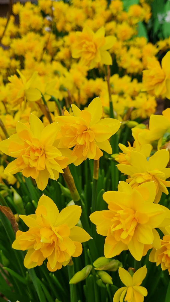 Narcissus - Div. 04 (doppi) TETE BOUCLE' 4 Y-Y