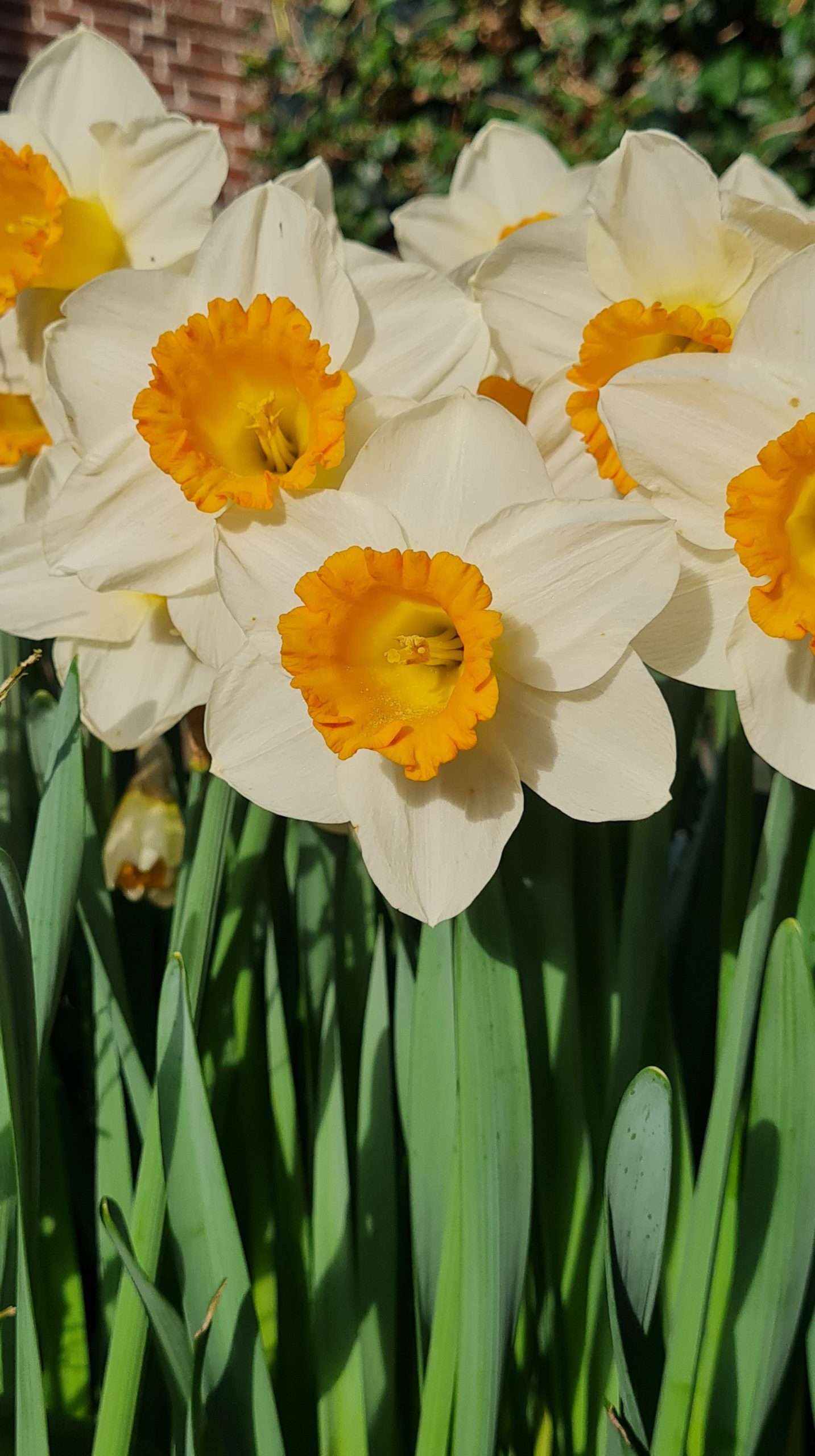 Narcissus - Div. 01 (tromboni) ORANGE SUNSET 1 W-YYO