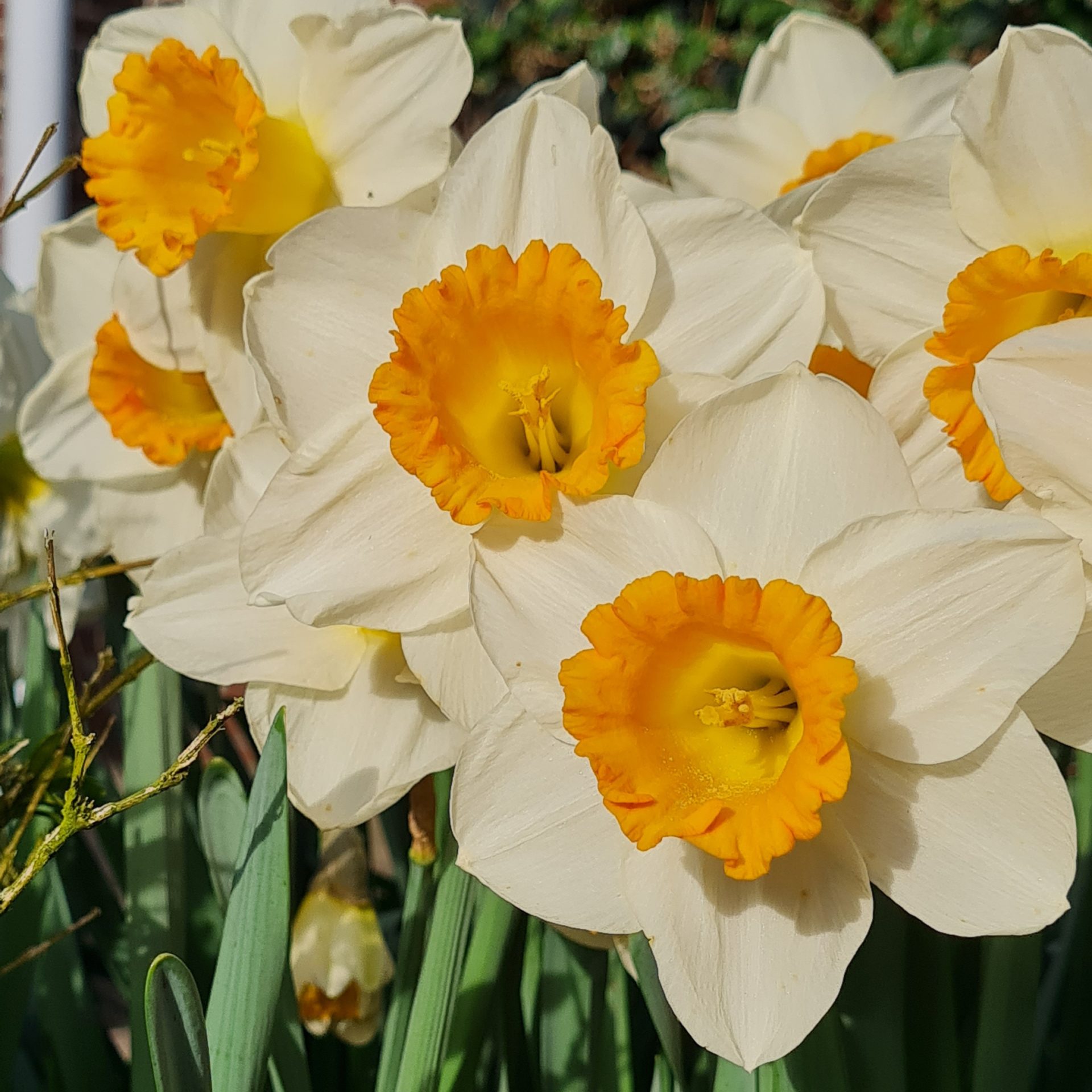 Narcissus - Div. 01 (tromboni) ORANGE SUNSET 1 W-YYO
