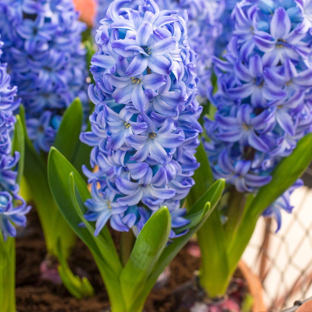 Hyacinthus orientalis AQUA