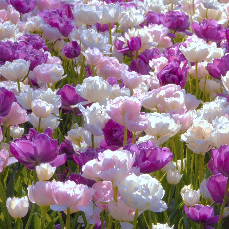 FLORIANA Chromatic MAY ROMANCE (100 bulbi)