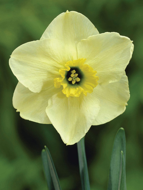 Narcissus - Div. 03 (parvocoronati) MINT JULEP 3 Y-GYY