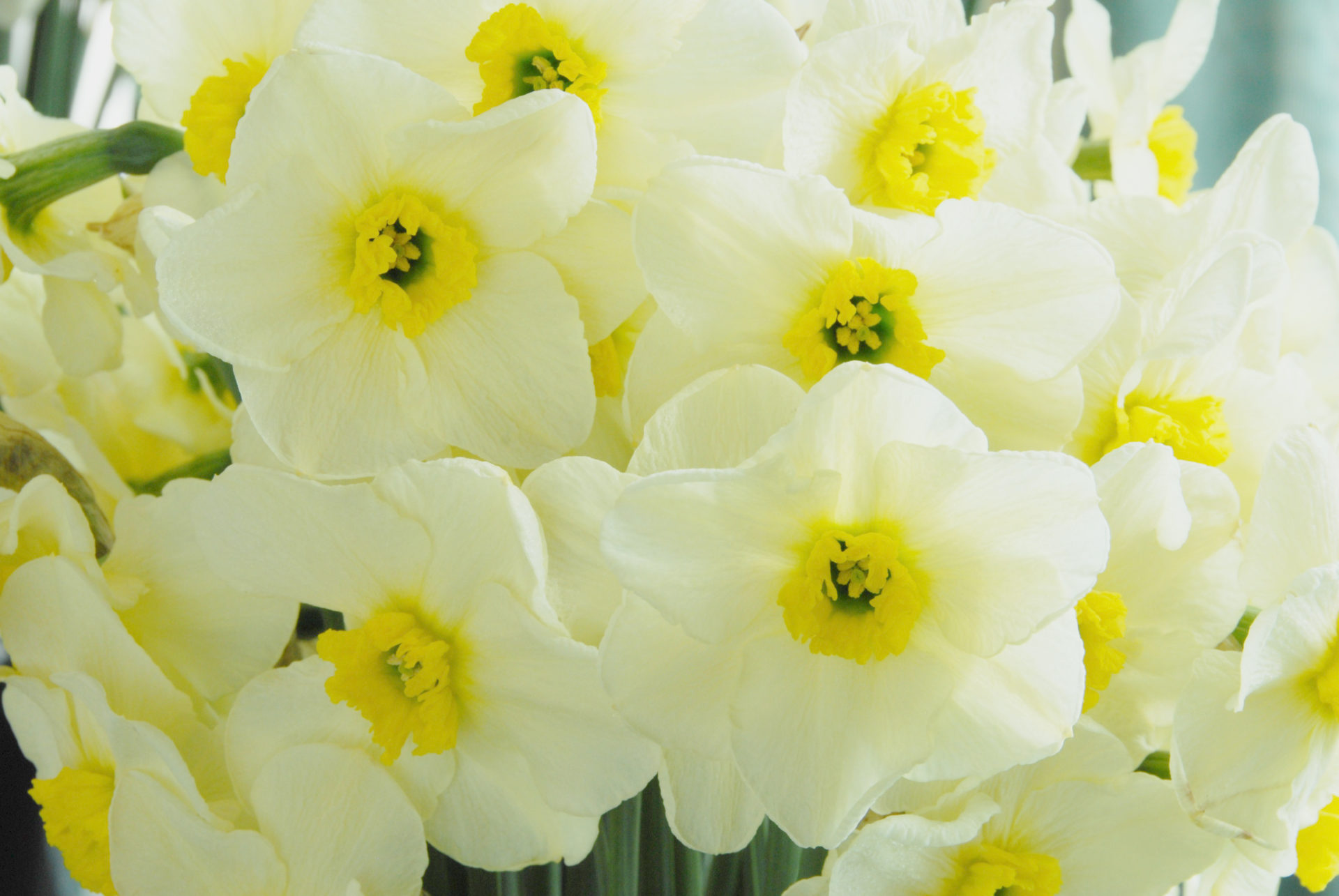 Narcissus - Div. 03 (parvocoronati) MINT JULEP 3 Y-GYY