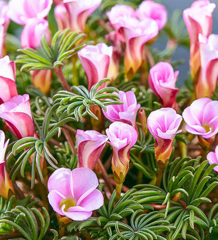 Oxalis versicolor AUTUMN PINK