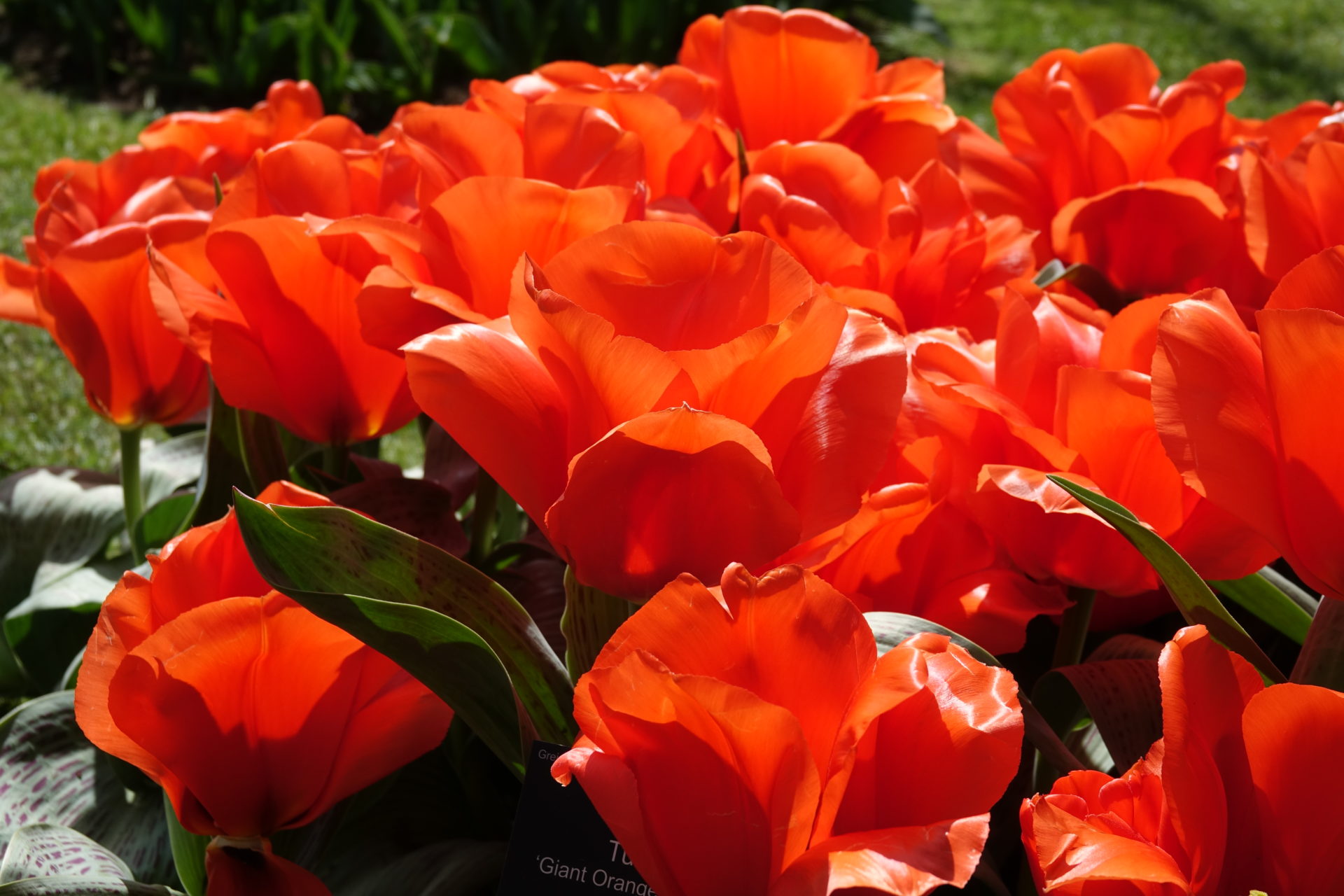 Tulipa - Gruppo 14 (greigii) GIANT ORANGE SUNRISE