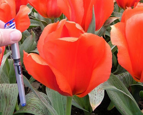 Tulipa - Gruppo 14 (greigii) GIANT ORANGE SUNRISE