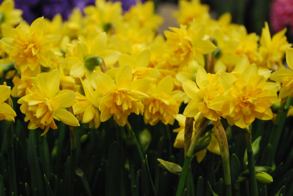 Narcissus - Div. 04 (doppi) TETE BOUCLE' 4 Y-Y