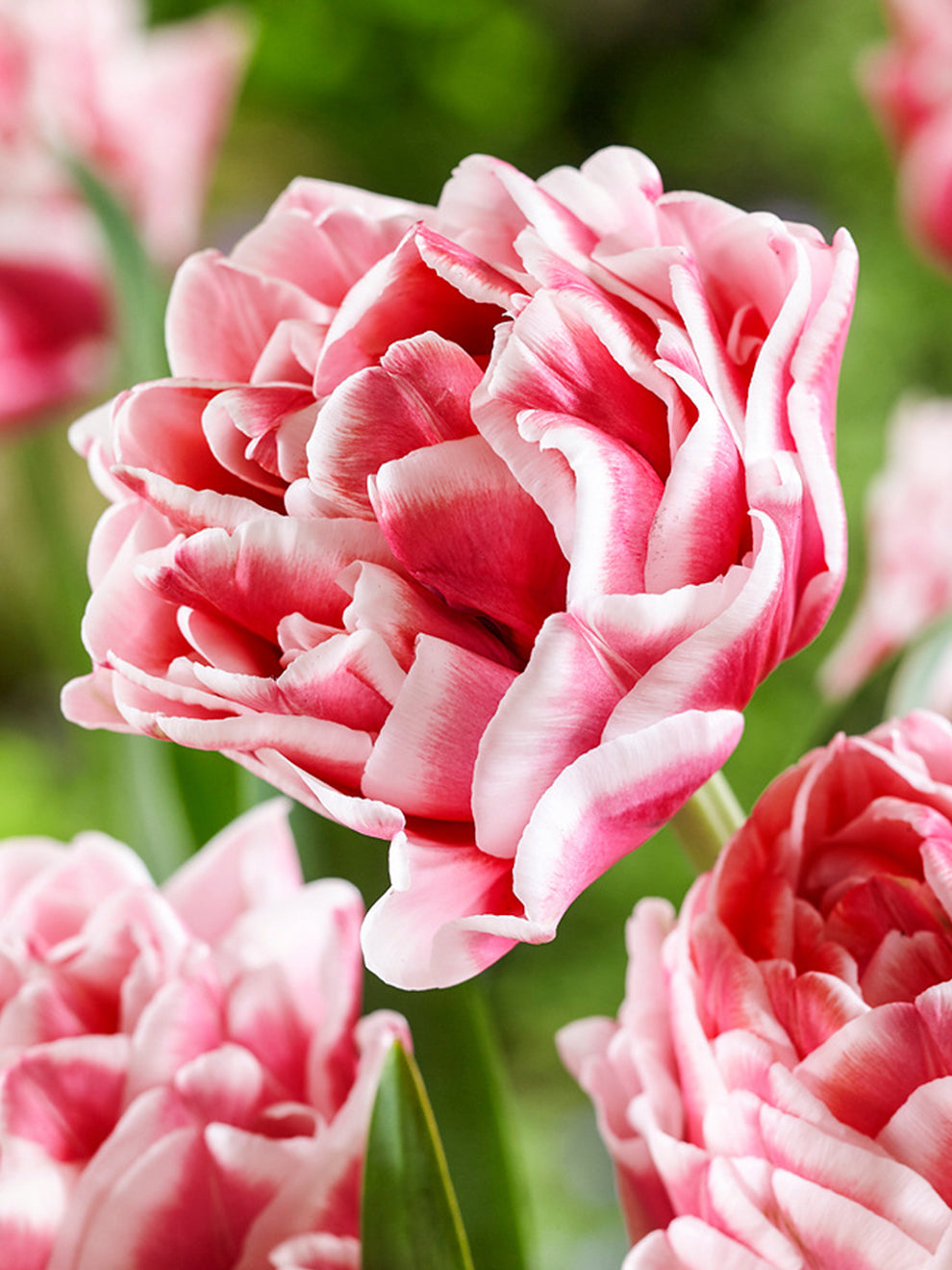 Tulipa - Gruppo 11 (tardivi doppi) LET'S DANCE