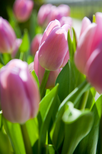 Tulipa - Gruppo 03 (trionfo) ALIBI®