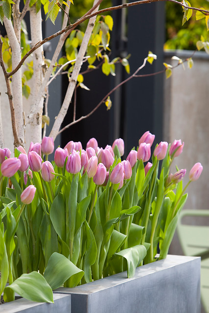 Tulipa - Gruppo 03 (trionfo) ALIBI®